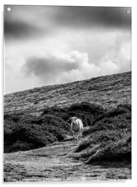 Sheep on a hillside, Pembrokeshire, Wales in black and white Acrylic by Stephen Munn