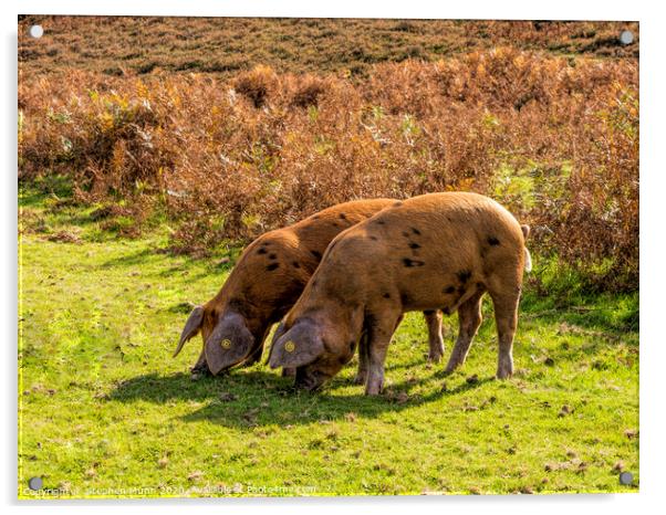 Brown Pannage Pigs , New Forest National Park Acrylic by Stephen Munn