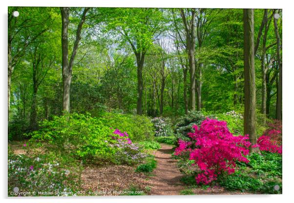 Rhododendrons flowering in British Woodland Acrylic by Michael Shannon
