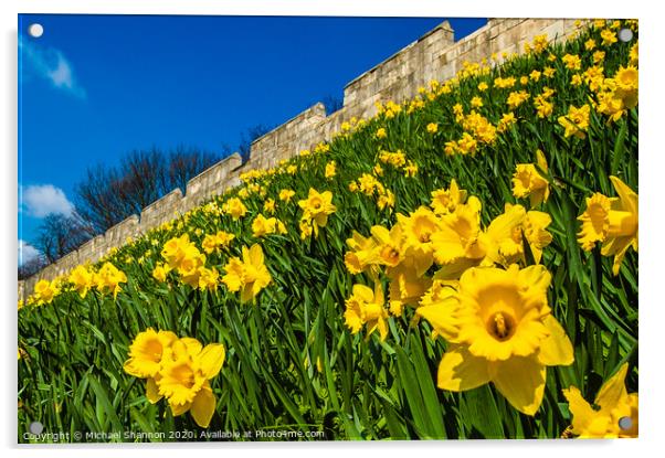 Daffodils decorate the City Walls in York Acrylic by Michael Shannon
