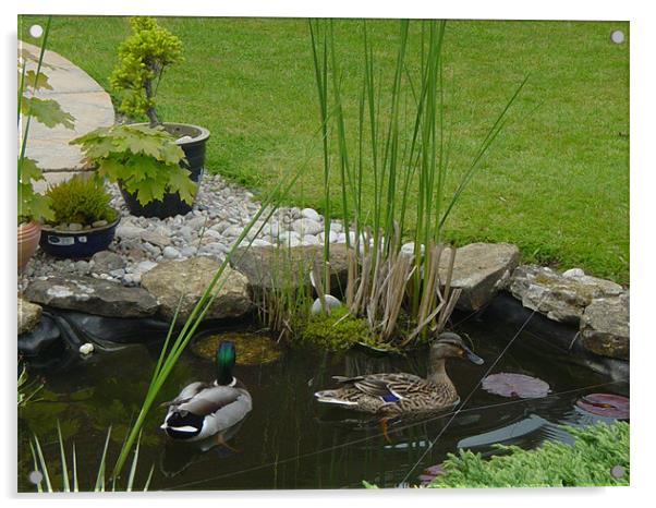 ducks in garden pond Acrylic by amanda smith