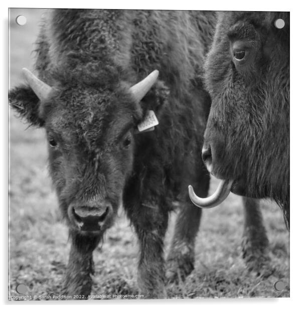 Bison sticking tongue out Acrylic by Sarah Paddison