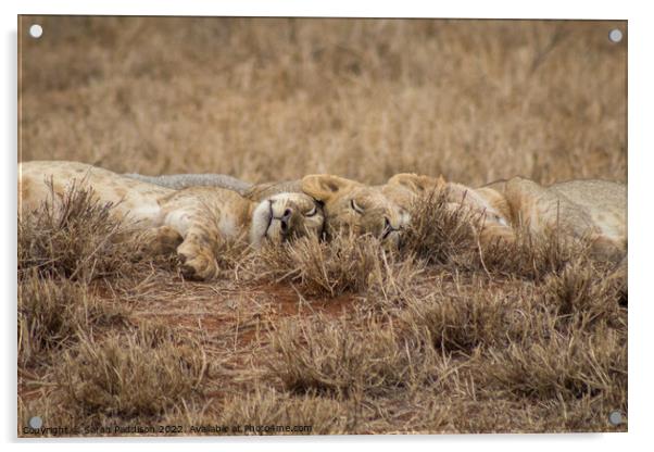 Sleeping Lions Acrylic by Sarah Paddison