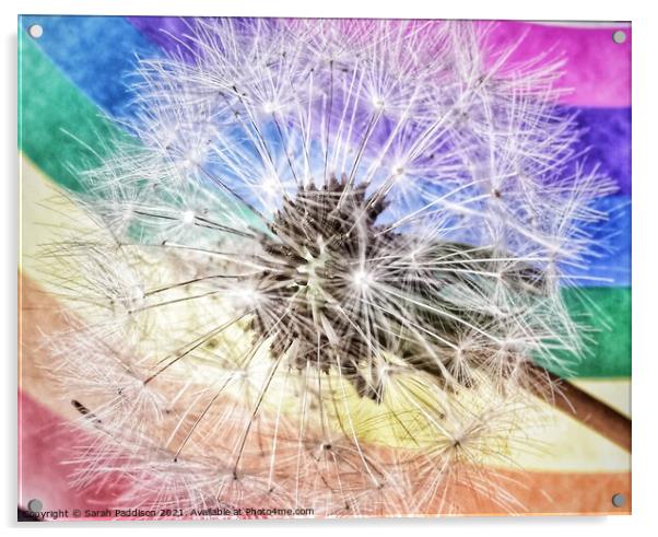 Rainbow Dandelion Acrylic by Sarah Paddison