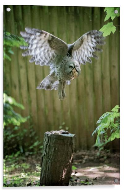 Owl in Flight Acrylic by Tony Brooks