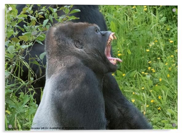 Laughing Gorilla Acrylic by Tony Brooks