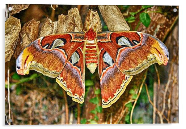 Atlas Moth Acrylic by Michael Smith