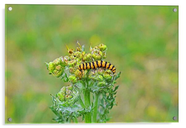 A close up of a Caterpillar Acrylic by Michael Smith