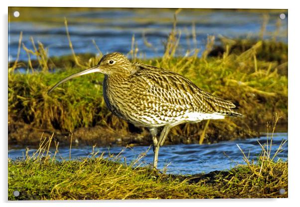 Curlew  Acrylic by Michael Smith