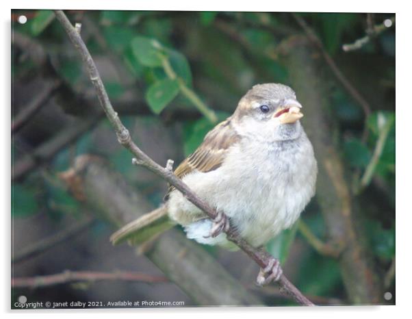 Female house sparrow perched on a tree branch Acrylic by janet dalby