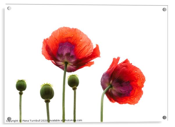 Dancing Poppies! Acrylic by Fiona Turnbull