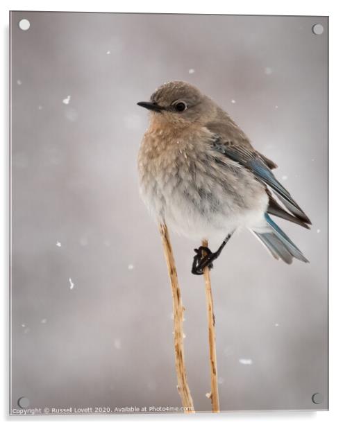 Mountain Bluebird  Acrylic by Russell Lovett