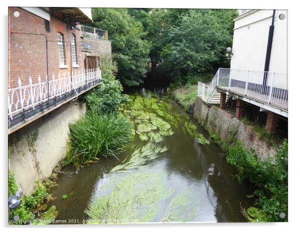 The Mill Stream in Summer, Tonbridge, Kent Acrylic by Sheila Eames