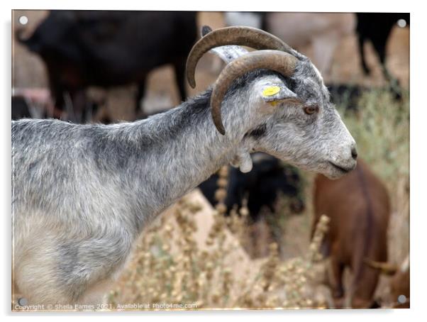 Grey Goat Acrylic by Sheila Eames