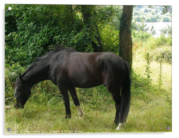 Happy Horse, enjoy the grass Acrylic by Sheila Eames