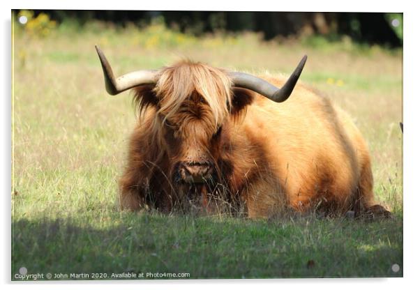 Highland cow in a field Acrylic by John Martin