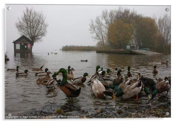 The ducks and the flood Acrylic by Paul James