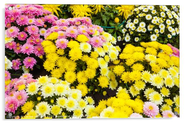 a set of white, yellow and purple chrysanthemums Acrylic by daniele mattioda