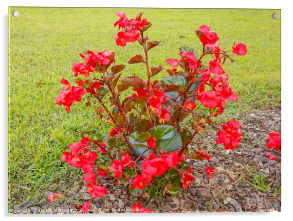 a new guinea plant of red color Acrylic by daniele mattioda