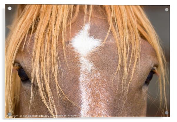 the horse Acrylic by daniele mattioda