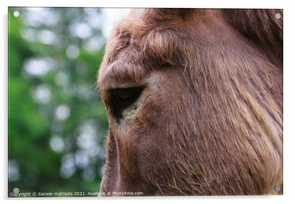 close-up of a donkey Acrylic by daniele mattioda