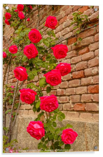  a roses climb on a brick wall Acrylic by daniele mattioda