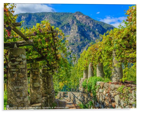 vineyards wine Nebbiolo,Carema Italy Acrylic by daniele mattioda