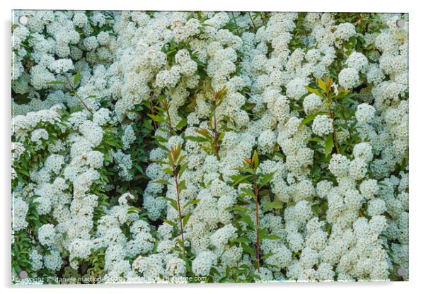 a bush of white  spirea flowers Acrylic by daniele mattioda