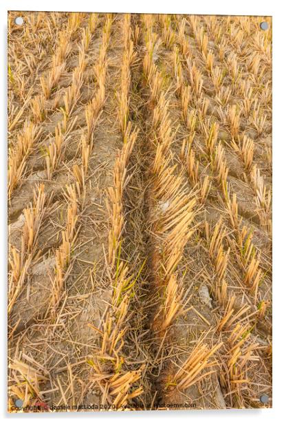 wheat field in autumn Acrylic by daniele mattioda