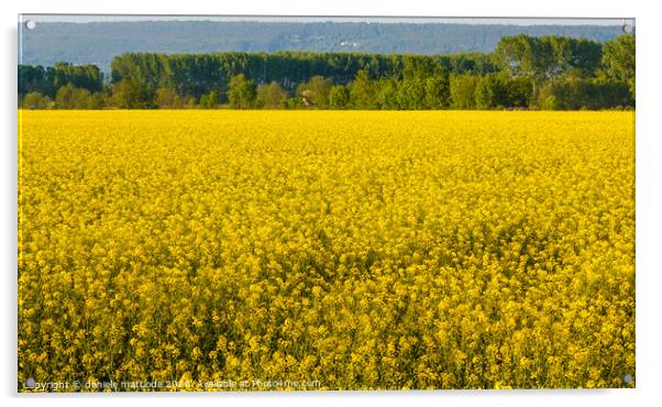 a field of yellow rapeseed flowers illuminated by  Acrylic by daniele mattioda