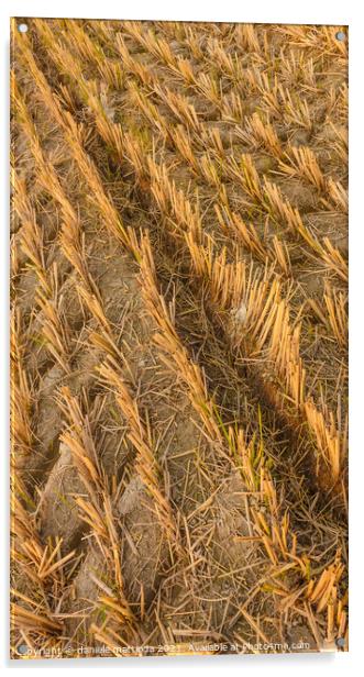 imprint of an agricultural machine in a wheat field Acrylic by daniele mattioda