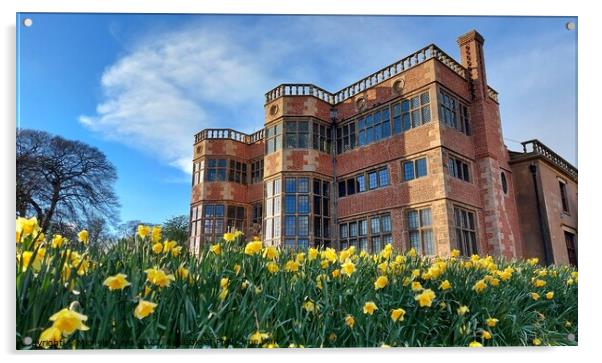 Astley Hall Daffodils Acrylic by Michele Davis