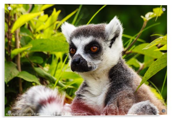 close-up  of a lemur of Madagascar Acrylic by susanna mattioda