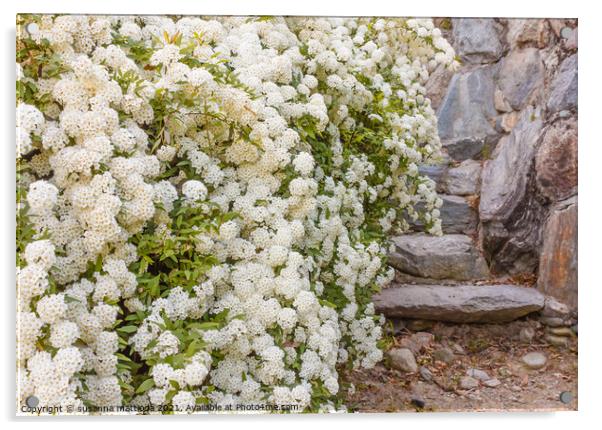 a bush of white  spirea flowers Acrylic by susanna mattioda