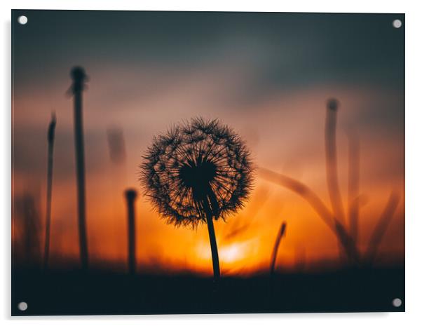 Dandelion at sunset Acrylic by Sam Owen