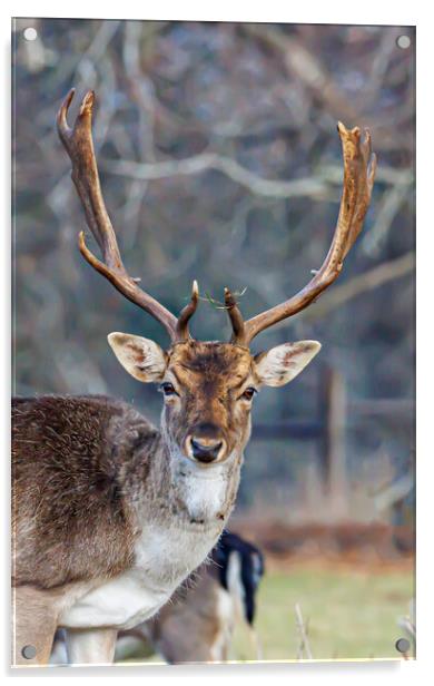 Holkham fallow deer Acrylic by Sam Owen
