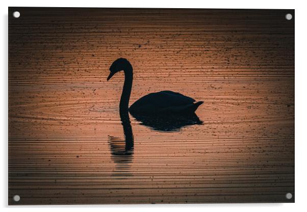 Swan Acrylic by Sam Owen