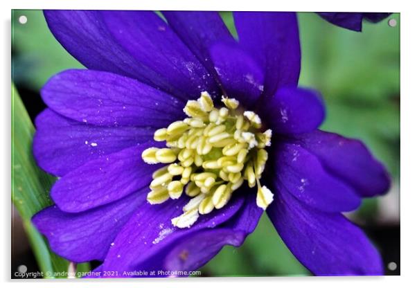 Pollen Filled Stamen Acrylic by andrew gardner