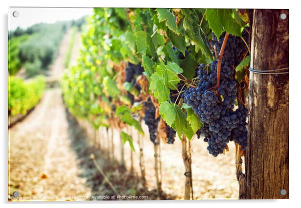 Tuscan vineyard with red grapes. Acrylic by Antonio Gravante