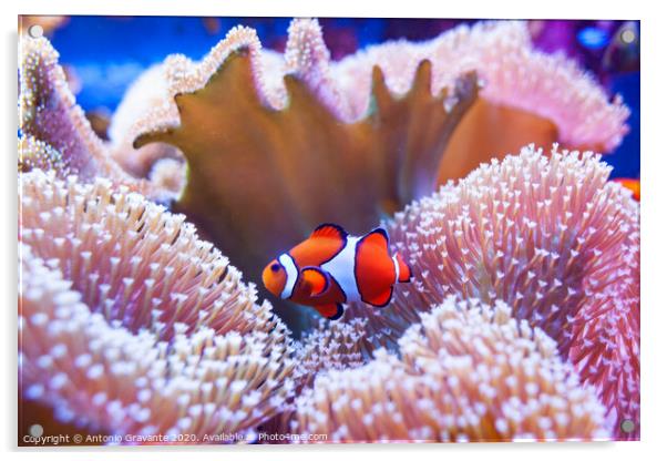 Clown fish swimming in the corals. Acrylic by Antonio Gravante