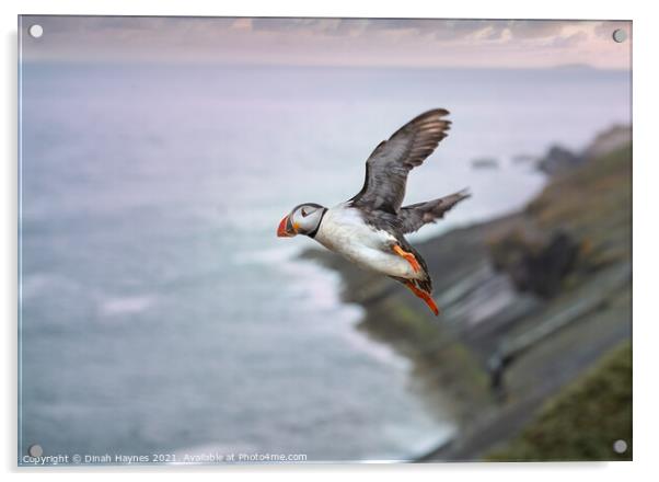 Puffin in flight  Acrylic by Dinah Haynes