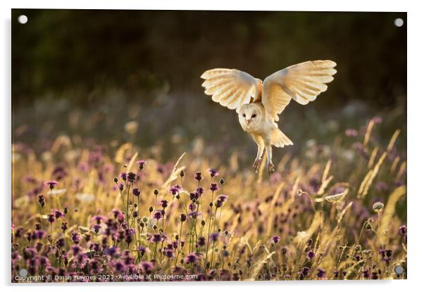 Barn Owl flight over meadow Acrylic by Dinah Haynes