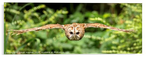Owl in Flight Acrylic by Dinah Haynes