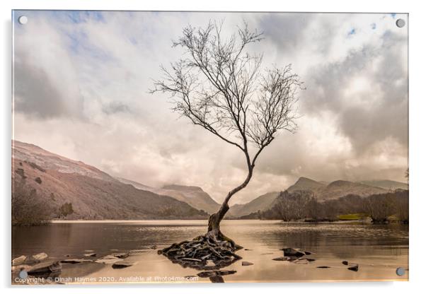 Lone Tree, Llyn Padarn Acrylic by Dinah Haynes