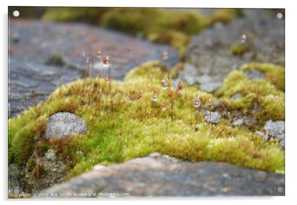 Dew on Moss Acrylic by Chris Bos