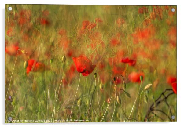 An Abundance of Poppies Acrylic by Marketa Zvelebil