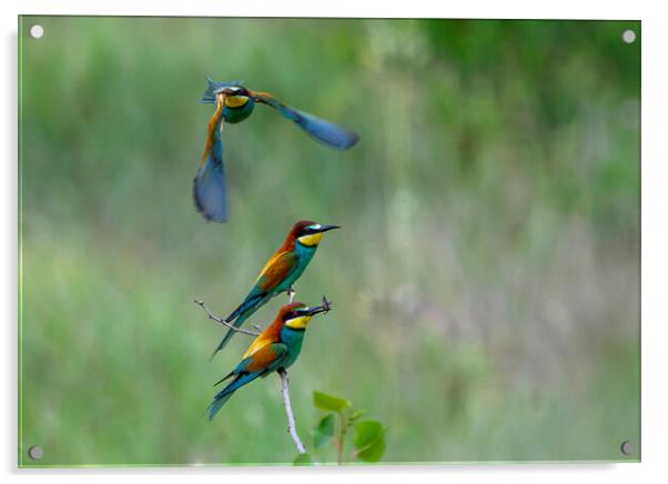Bee-eaters in flight 1 Acrylic by Marketa Zvelebil