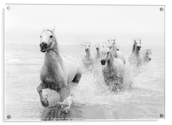 Galloping through the Sea Acrylic by Marketa Zvelebil