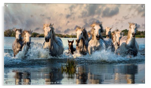 Camargue Horses galloping through water Acrylic by Marketa Zvelebil