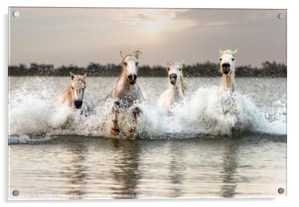 Through water horses gallop Acrylic by Marketa Zvelebil